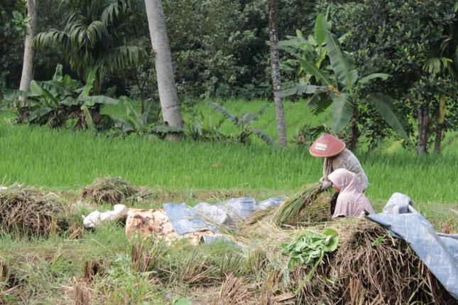Lumbung Desa Cigalontang Tasikmalaya Hasilkan Panen Padi Sehat Pertama