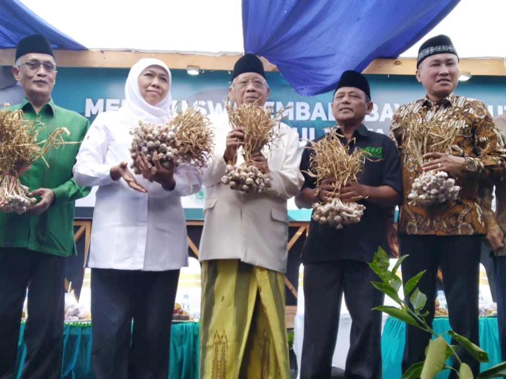 Panen Perdana Bawang Putih Pinbas MUI Jatim Dihadiri Gubernur Jatim