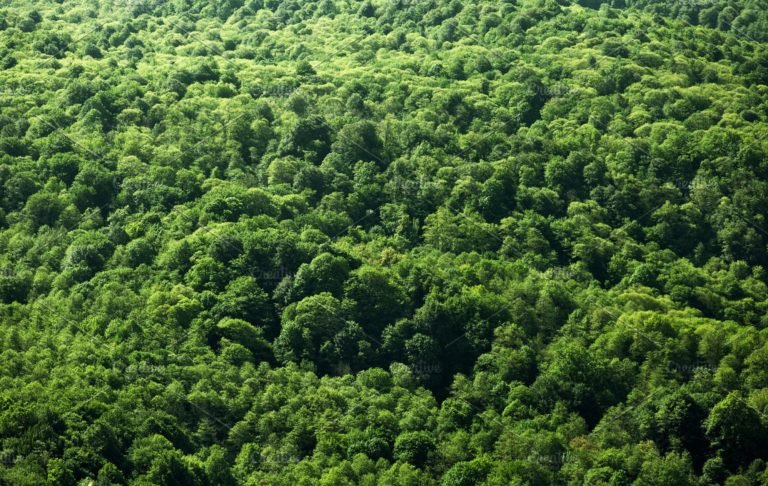 MUI Ajak Masyarakat Jaga Hutan dan Peduli Lingkungan