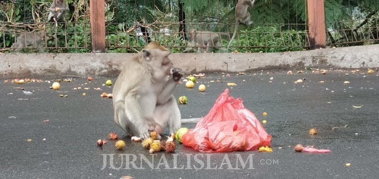 Objek Wisata Grojogan Sewu Tutup, Relawan Bagikan Pangan untuk Monyet Kelaparan