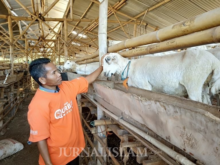 BMH Mulai Siapkan Hewan Kurban Lokal Berkualitas