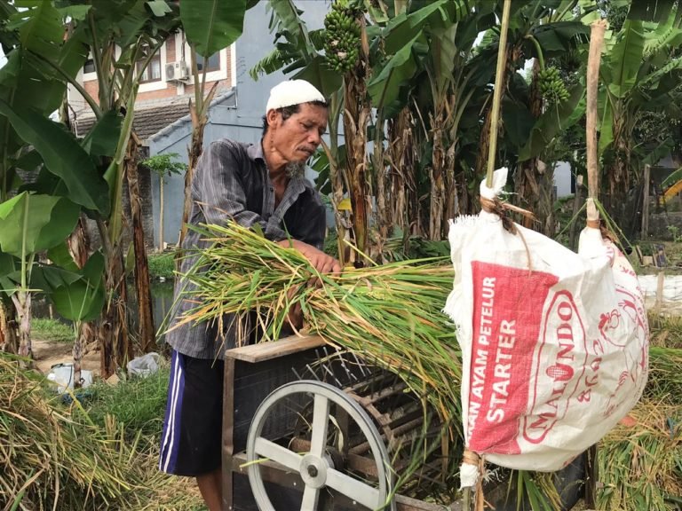 Panen Perdana Mina Padi Di Tengah Pandemi, Justru Petani  Dapatkan Gabah Dan Ikan Sekaligus