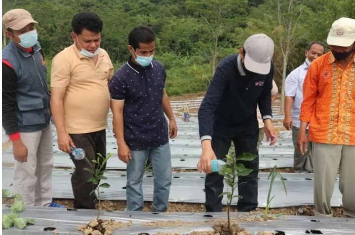 Kuatkan Ketahanan Pangan, Muhammadiyah Kelola Lahan Wakaf  57 Hektar