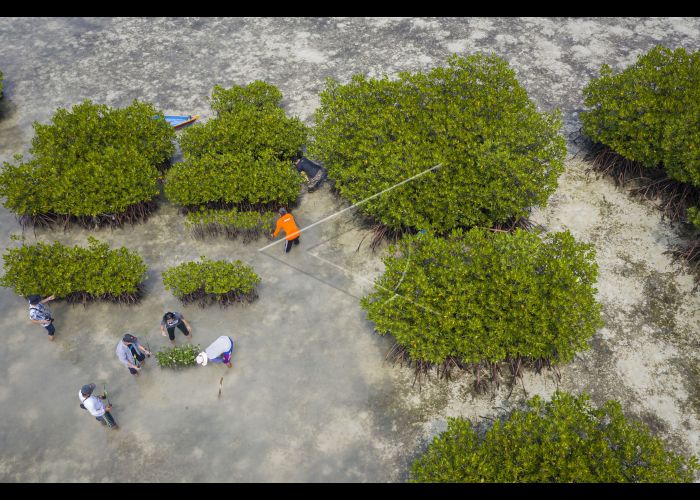 Merawat Hutan Mangrove Termasuk Nilai dan Pesan Islam