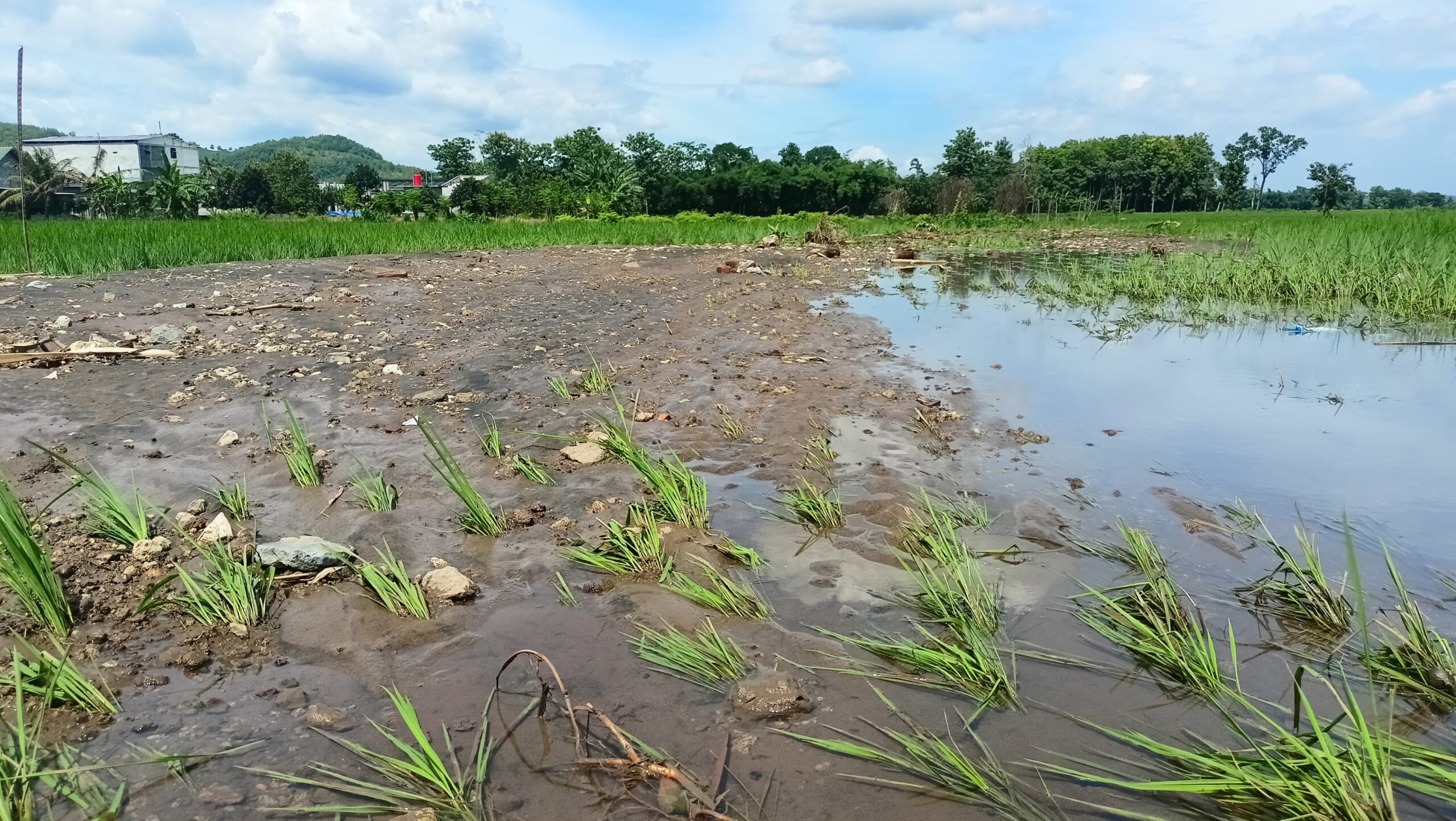 Tanggul Sungai Jebol, Sawah Warga di Desa Bacem Blitar Terendam