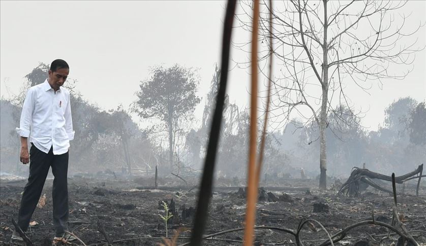 Ekspedisi Indonesia Baru Bongkar Jejak Deforestasi, Jutaan Hektare Hutan Hilang di Era Jokowi